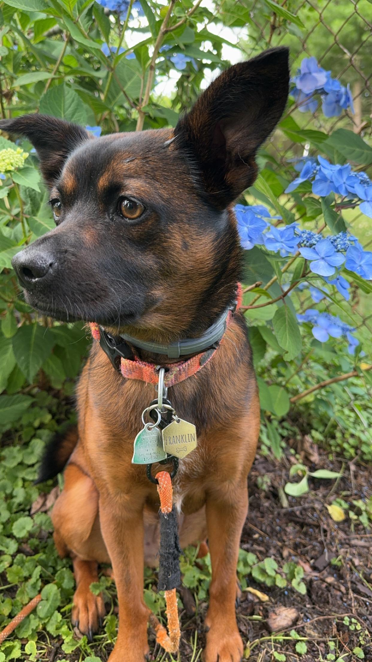 Franklin, a ADOPTABLE mixed breed in Rochester, NY image 1/2