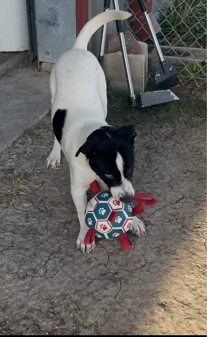 Enlarge Betty Davis, a Adoptable mixed breed in Port Lavaca, TX image 4/6