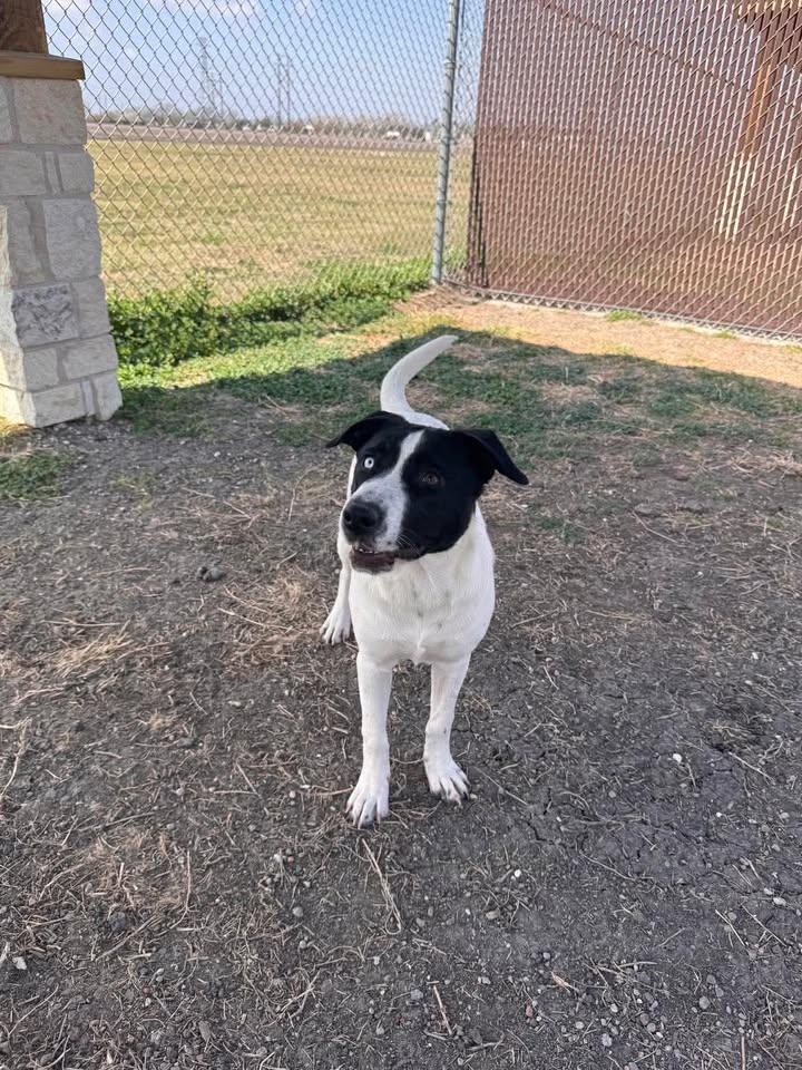 Betty Davis, Adoptable, Young Female Catahoula Leopard Dog & Mixed Breed.