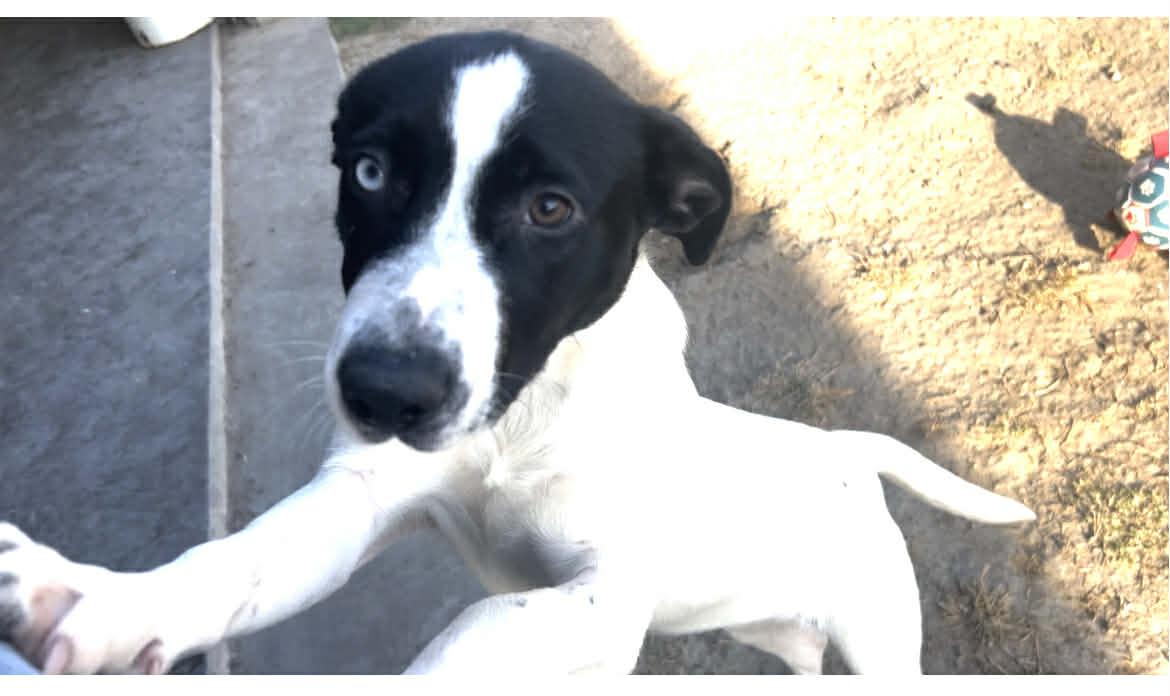 Enlarge Betty Davis, a Adoptable mixed breed in Port Lavaca, TX image 5/6