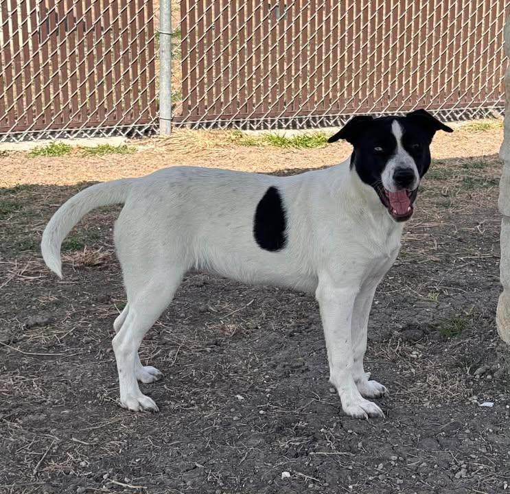Enlarge Betty Davis, a Adoptable mixed breed in Port Lavaca, TX image 3/6