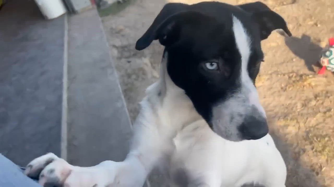 Enlarge Betty Davis, a Adoptable mixed breed in Port Lavaca, TX video 6/6