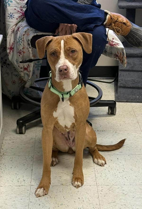 Hazel, Adoptable, Young Female Pit Bull Terrier.