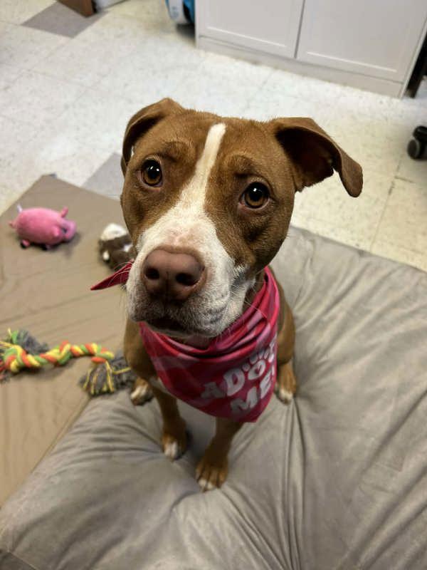 Enlarge Hazel, a Adoptable mixed breed in Millersville, MD image 3/6