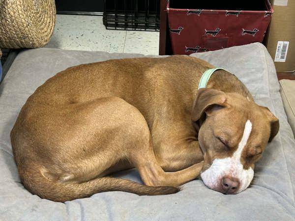 Enlarge Hazel, a Adoptable mixed breed in Millersville, MD image 4/6