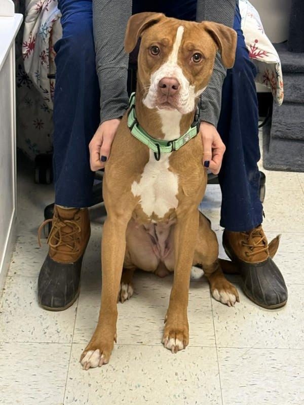 Enlarge Hazel, a Adoptable mixed breed in Millersville, MD image 5/6