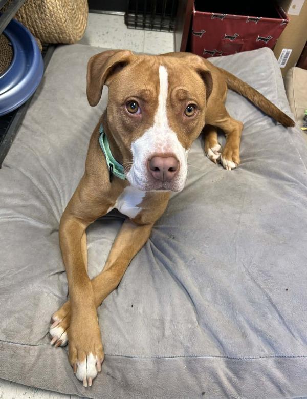 Enlarge Hazel, a Adoptable mixed breed in Millersville, MD image 6/6