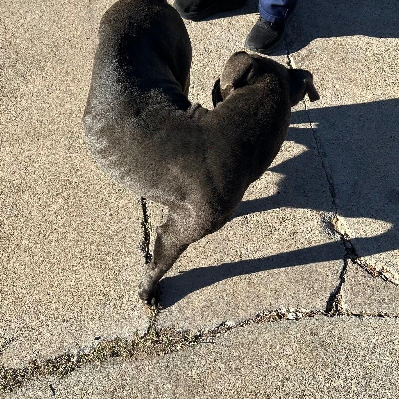 Enlarge Maleficent, a Adoptable Mixed Breed in Hobbs, NM image 2/6