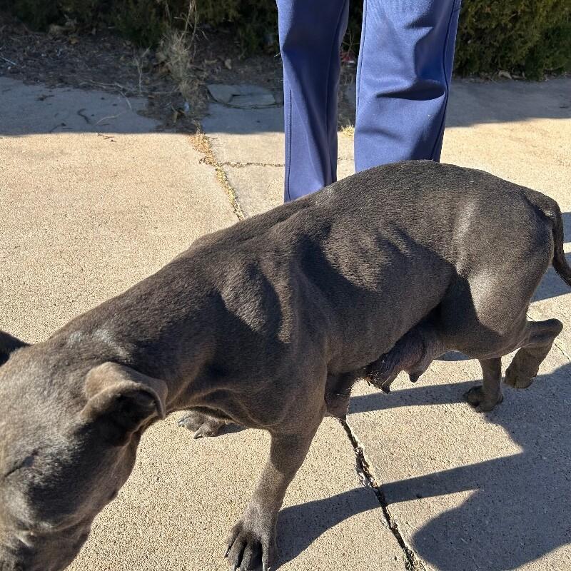 Enlarge Maleficent, a Adoptable Mixed Breed in Hobbs, NM image 3/6