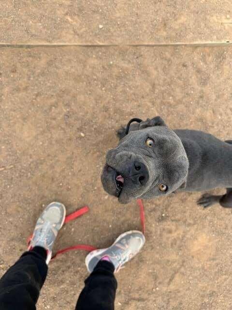 Enlarge Maleficent, a Adoptable Mixed Breed in Hobbs, NM image 5/6