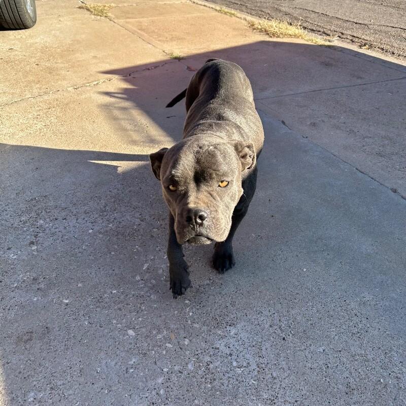 Enlarge Maleficent, a Adoptable Mixed Breed in Hobbs, NM image 6/6