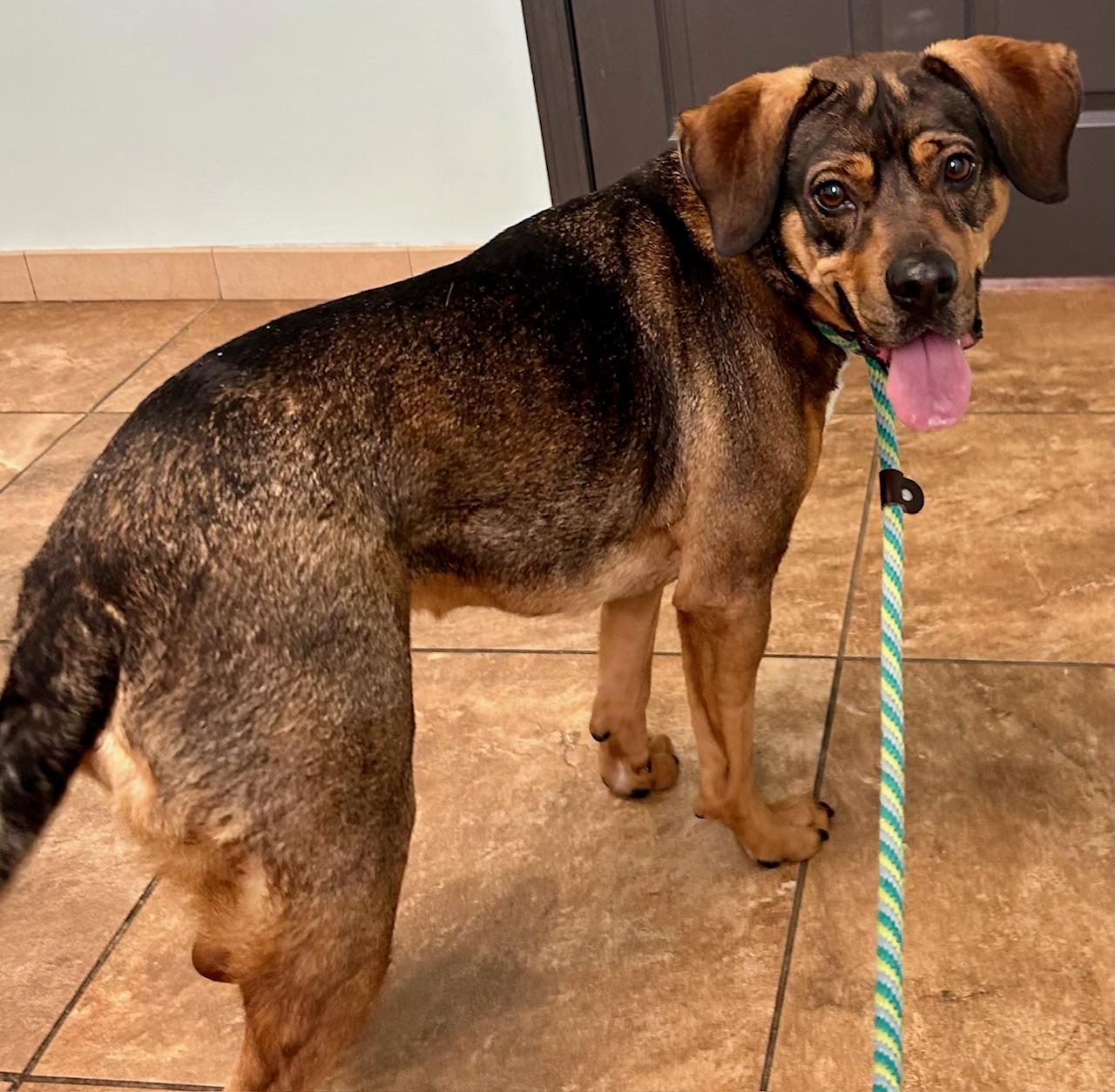 Muffin, a Adoptable mixed breed in Lake Orion, MI image 2/2