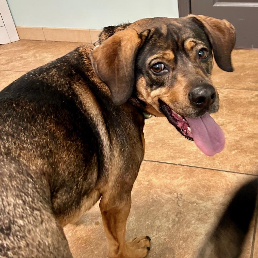 Muffin, a Adoptable mixed breed in Lake Orion, MI image 1/2