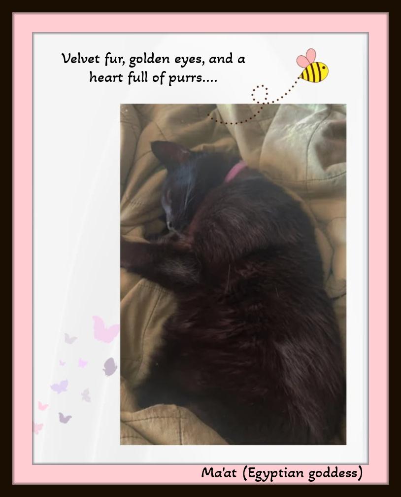 Enlarge Maat — named for the Egyptian goddess of harmony and love, a ADOPTABLE Domestic Short Hair in Winston Salem, NC image 4/4