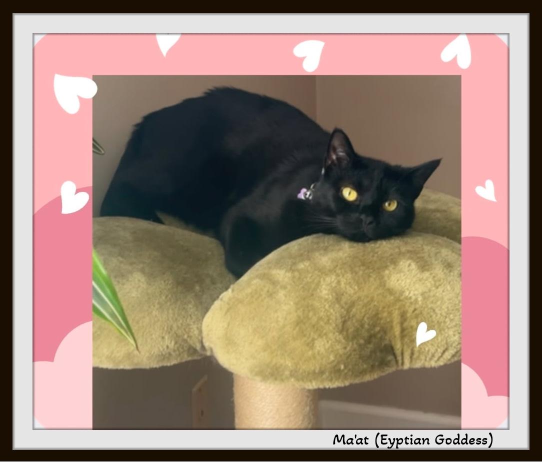 Enlarge Maat — named for the Egyptian goddess of harmony and love, a ADOPTABLE Domestic Short Hair in Winston Salem, NC image 3/4