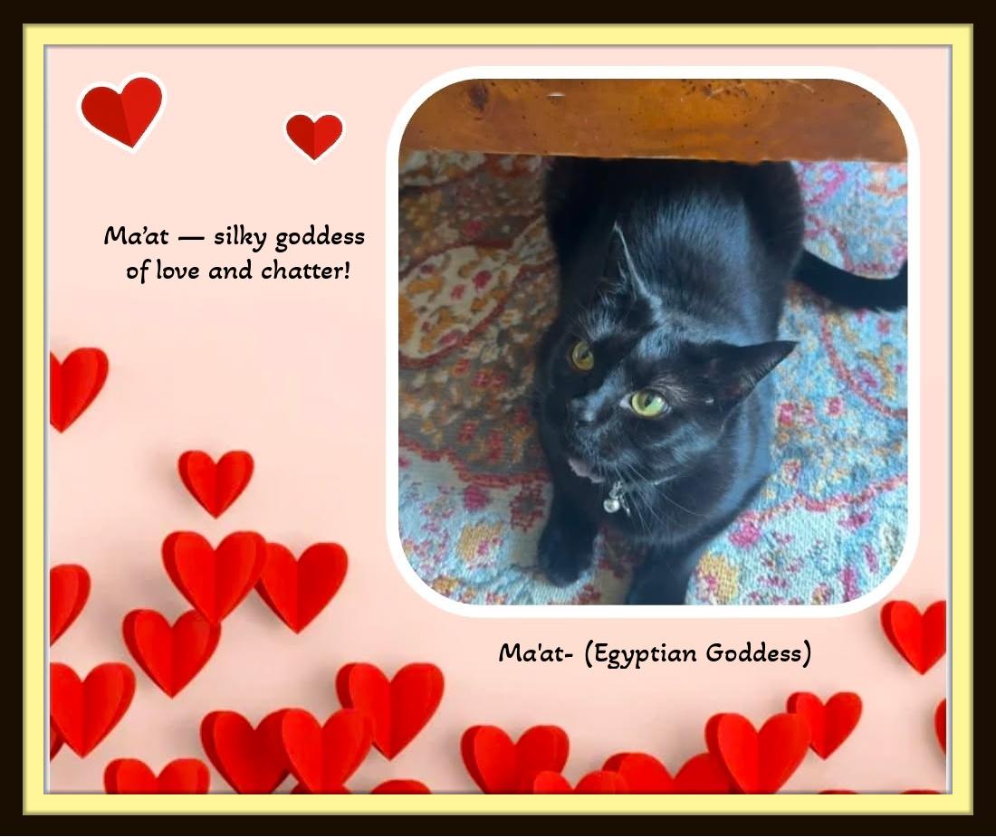Enlarge Maat — named for the Egyptian goddess of harmony and love, a ADOPTABLE Domestic Short Hair in Winston Salem, NC image 1/4