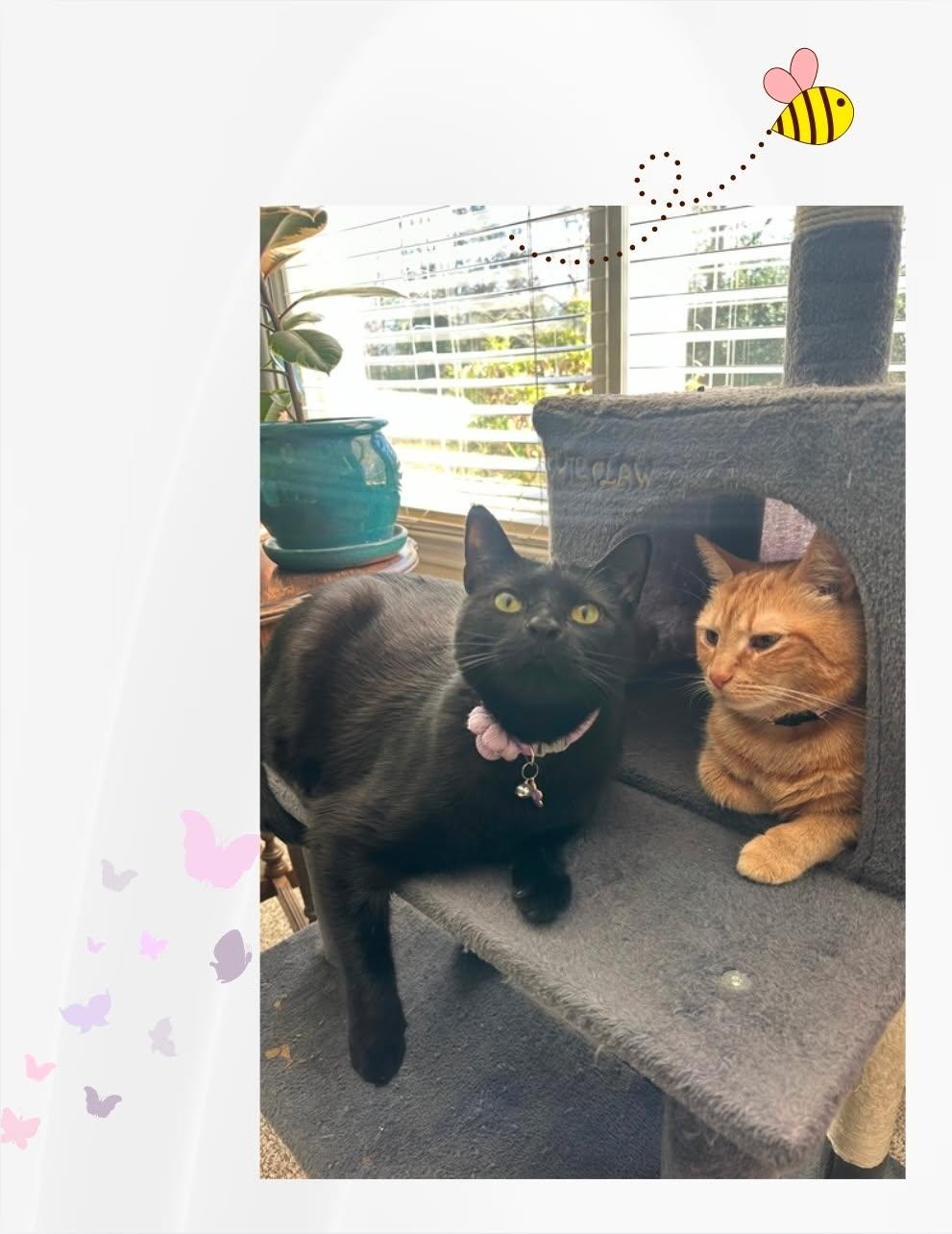 Enlarge Maat — named for the Egyptian goddess of harmony and love, a ADOPTABLE Domestic Short Hair in Winston Salem, NC image 2/4