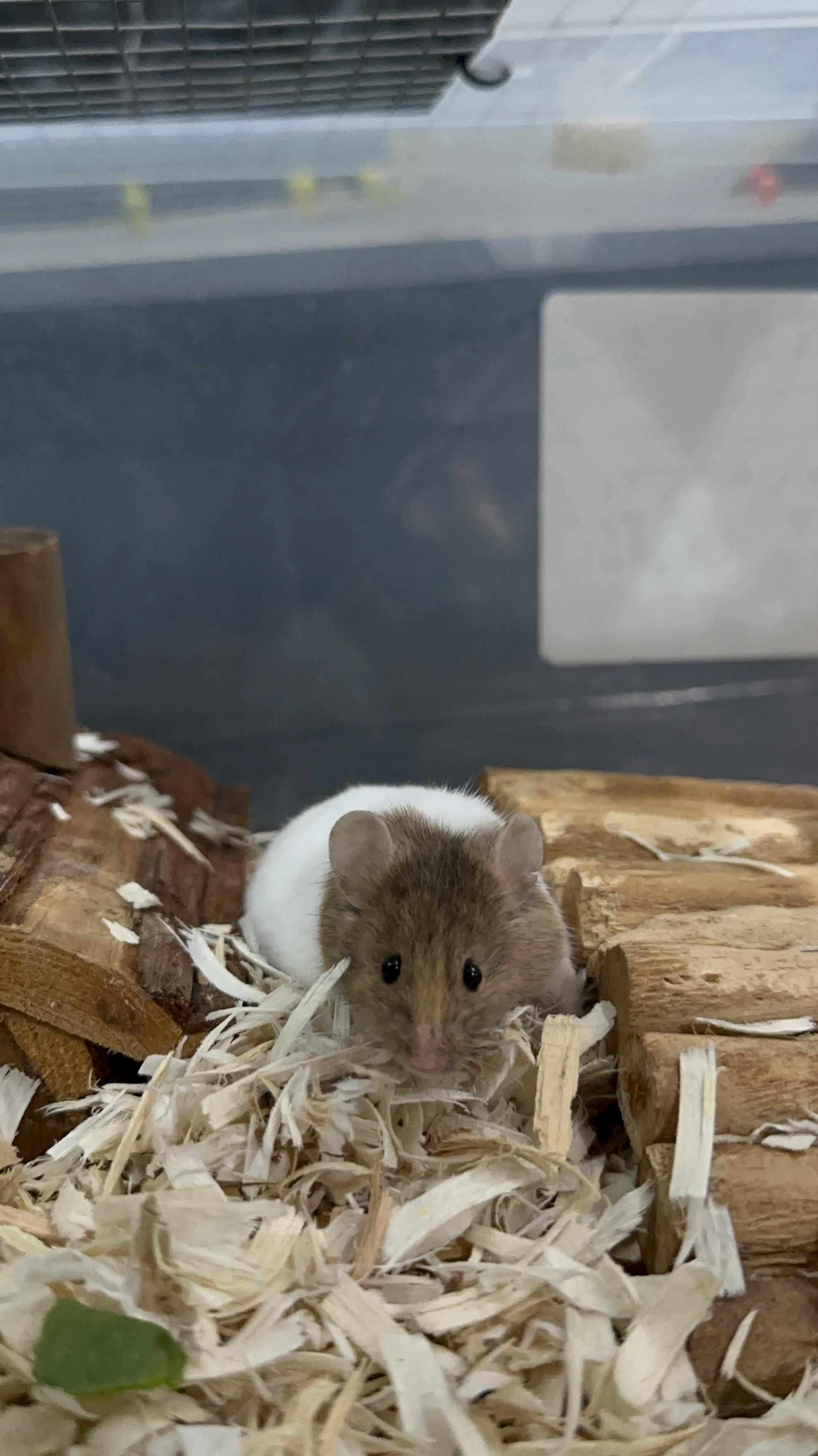 Enlarge Costco, a other Mouse in Irvine, CA image 1/4