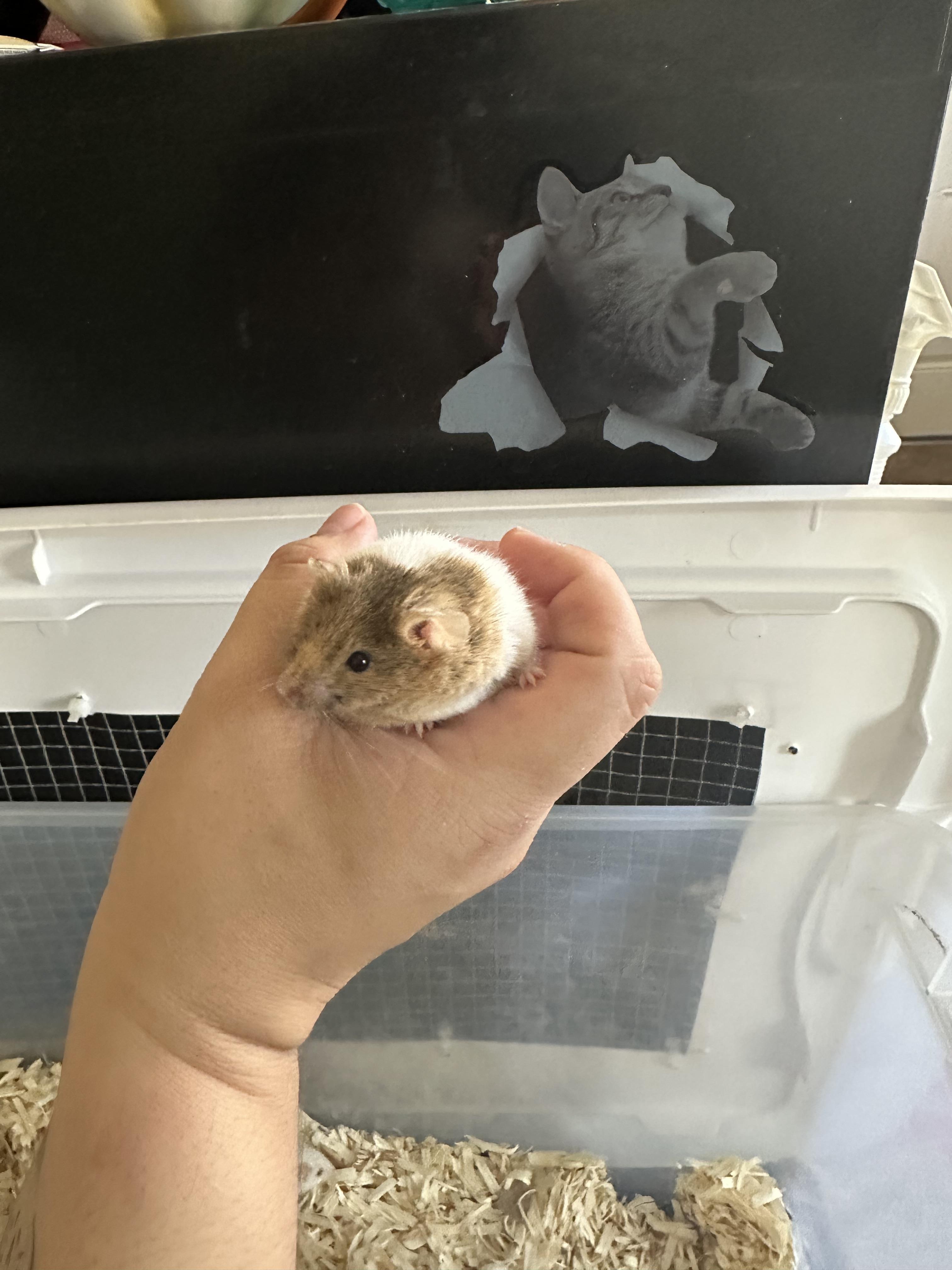 Enlarge Costco, a other Mouse in Irvine, CA image 2/4