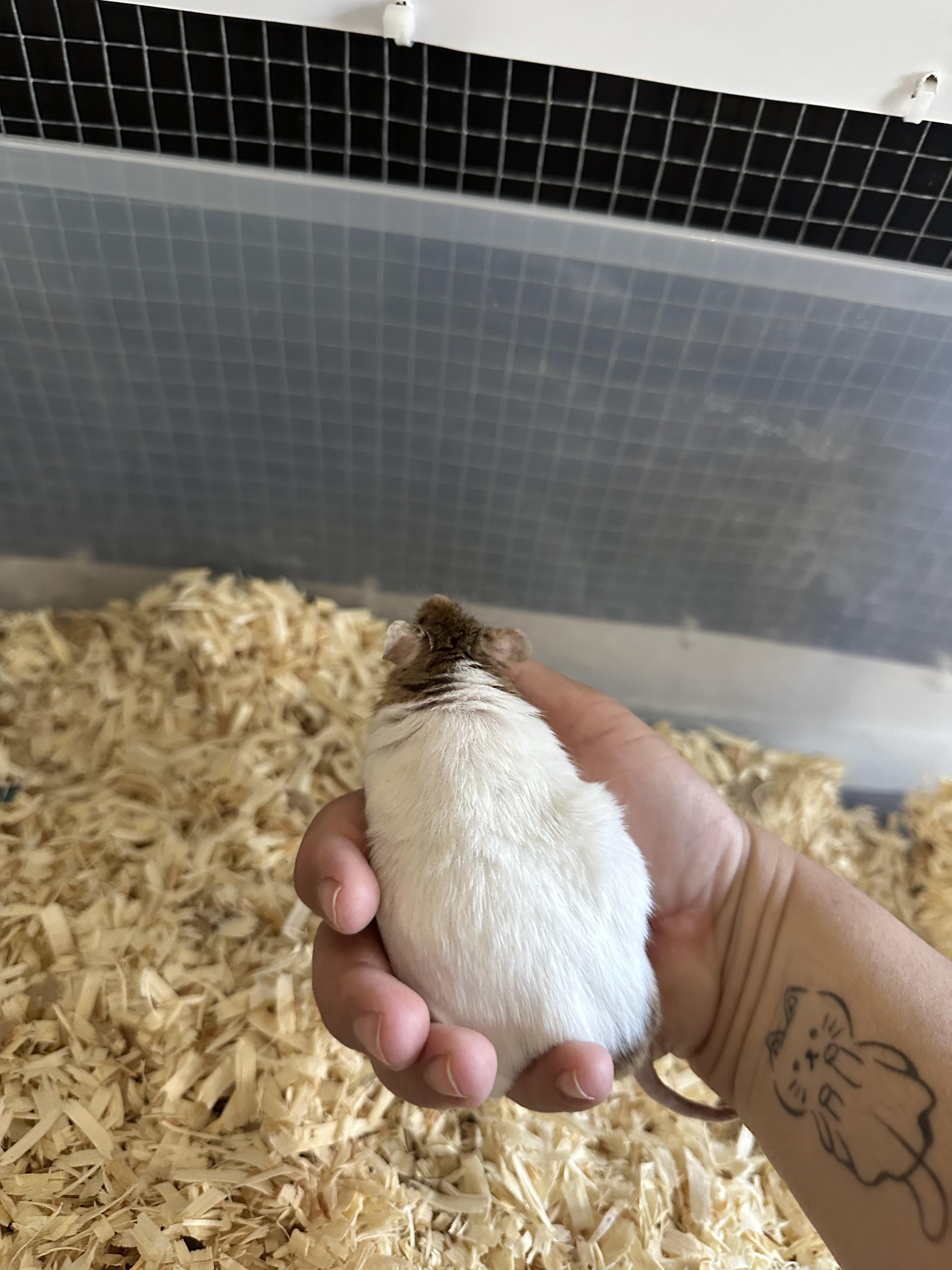 Enlarge Costco, a other Mouse in Irvine, CA image 3/4