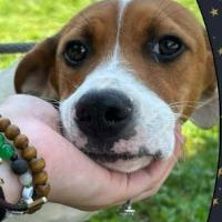 Enlarge Della, a Adopted mixed breed in Albany, NY image 2/2