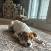 Della, Adopted, Young Female Labrador Retriever & Boxer.