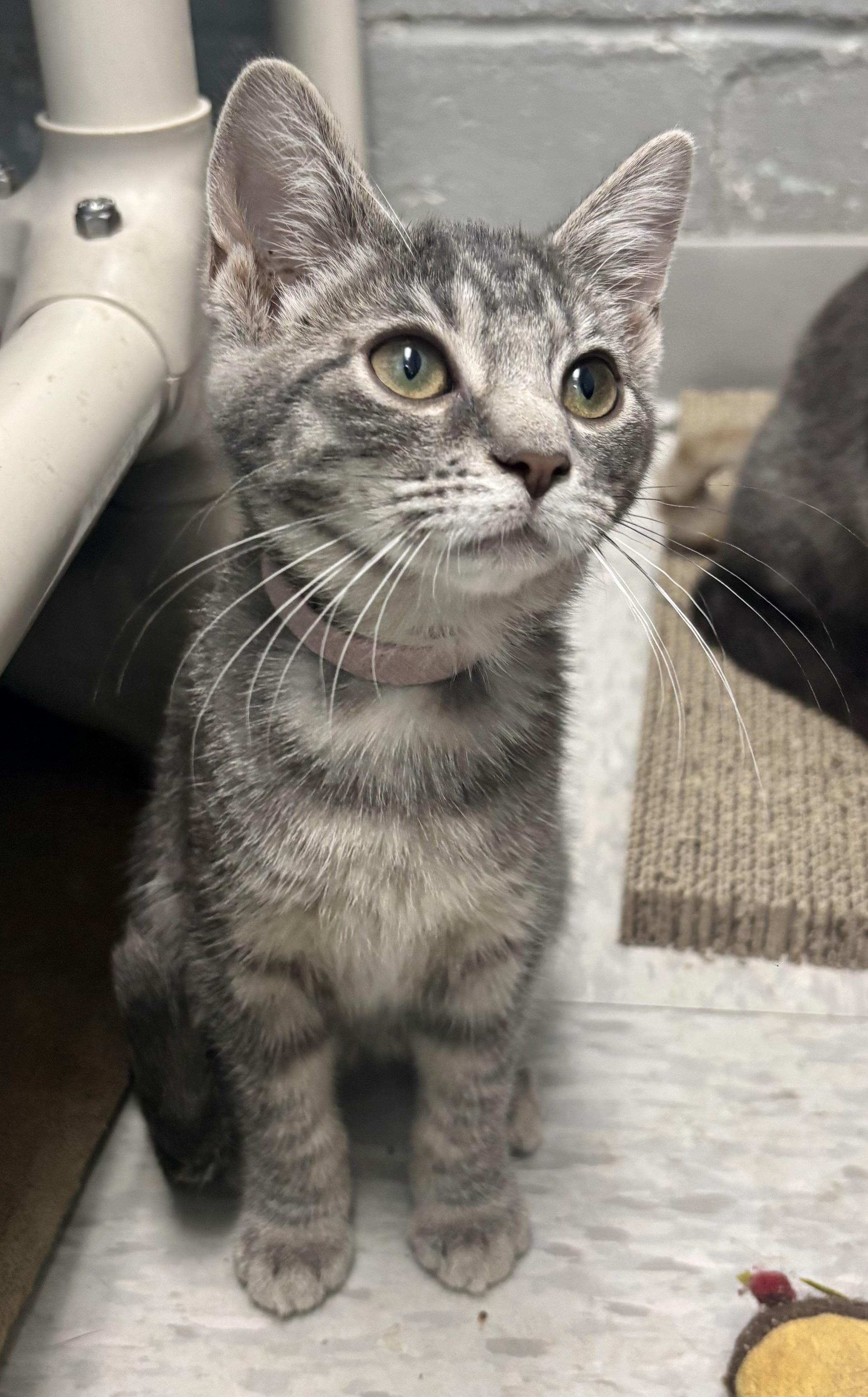 Enlarge Palmer, an adoptable Domestic Short Hair in Bardstown, KY image 3/3