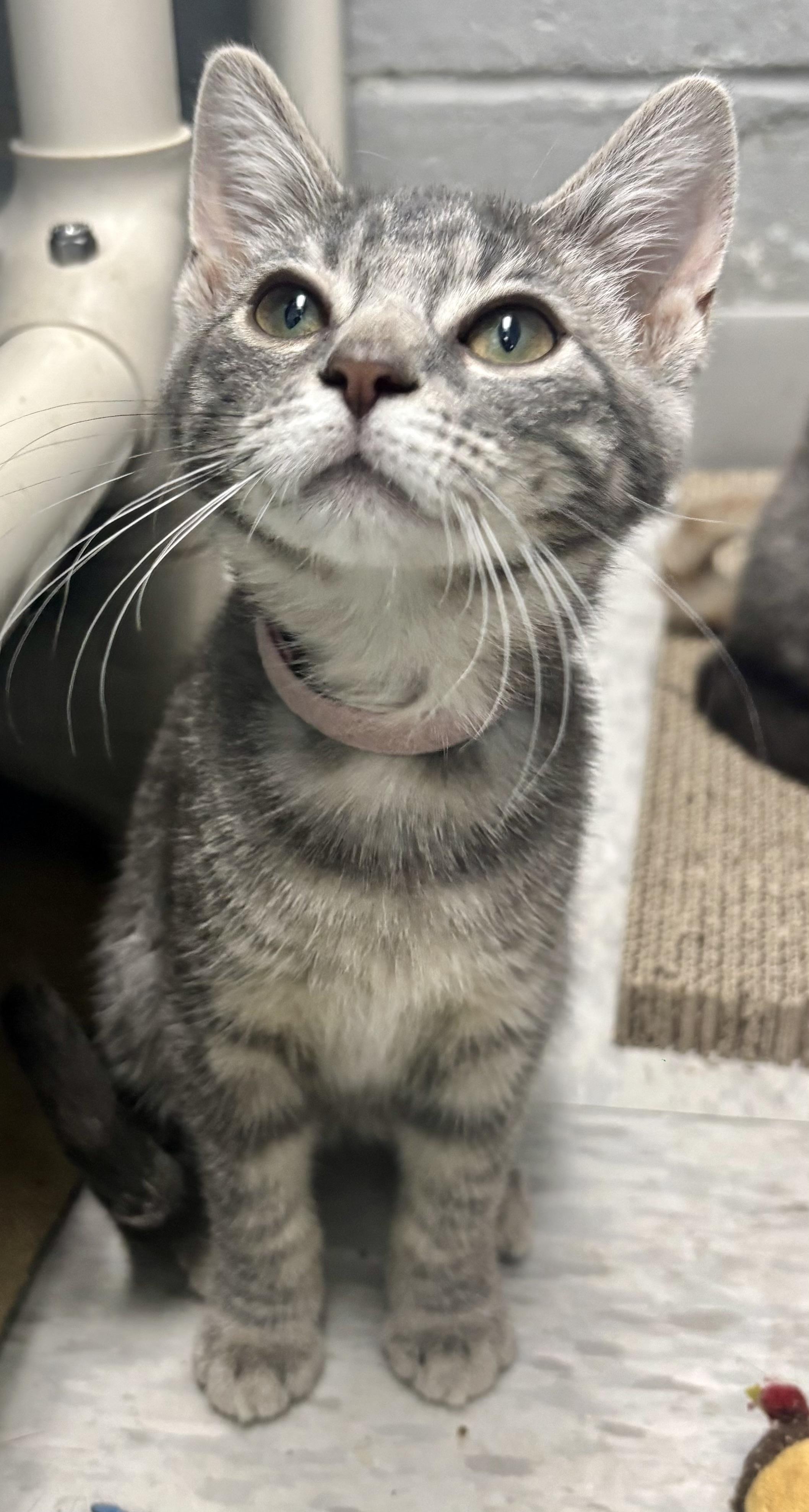 Enlarge Palmer, an adoptable Domestic Short Hair in Bardstown, KY image 2/3