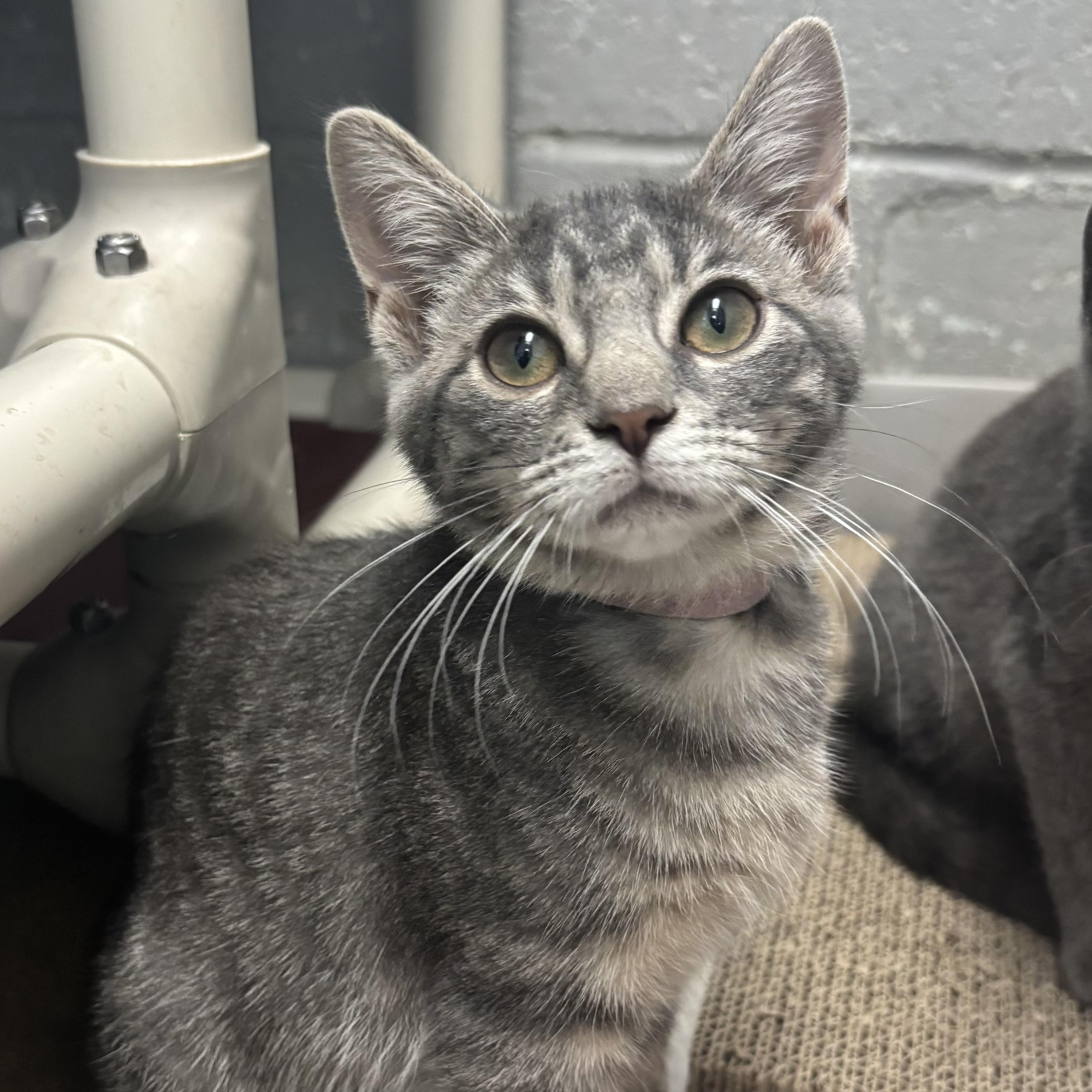 Palmer, adoptable, Kitten Female Domestic Short Hair.