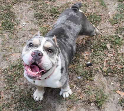 Enlarge Zara, a ADOPTABLE mixed breed in Inverness, FL image 2/2