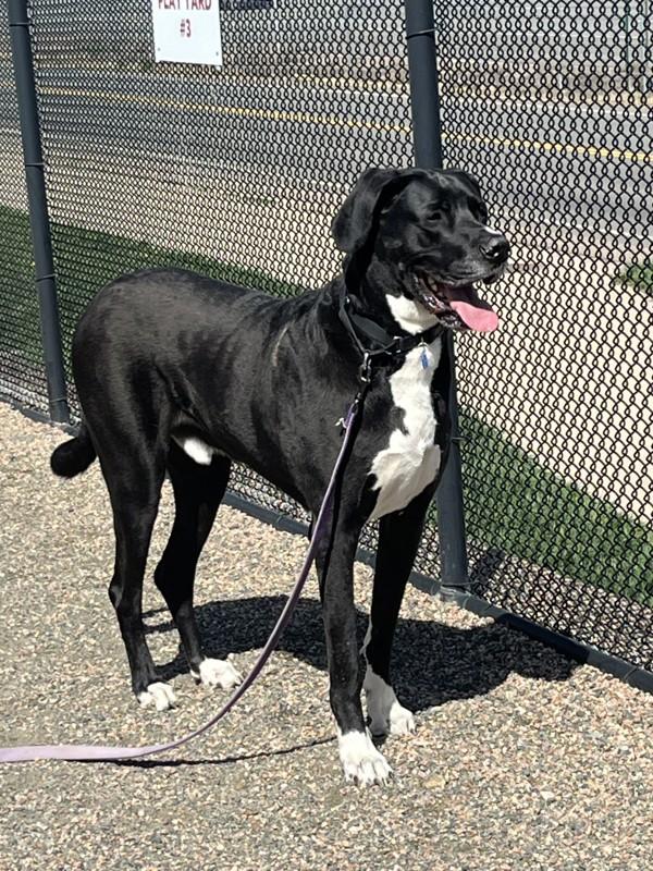 Santino, Adoptable, Adult Male Great Dane & Mastiff.