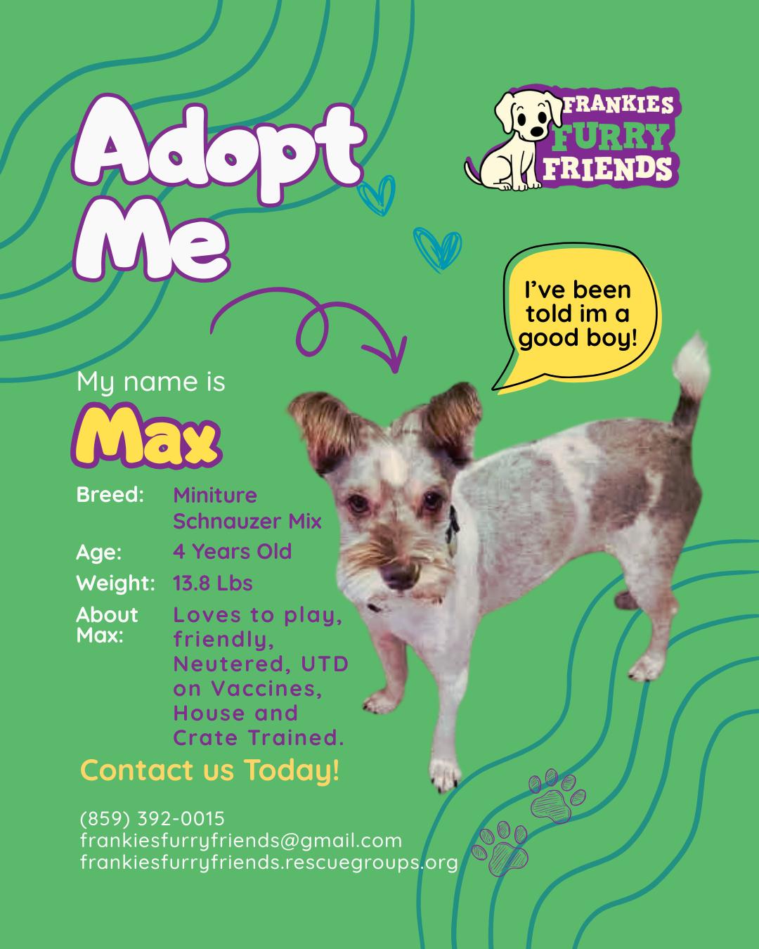 Max, Adopted, Adult Male Schnauzer & Shih Tzu.