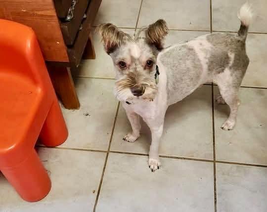 Enlarge Max, a Adopted mixed breed in Alexandria, KY image 2/3