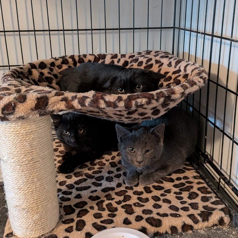 Enlarge Poe 2025, a Adoptable Domestic Short Hair in Bensalem, PA image 1/3