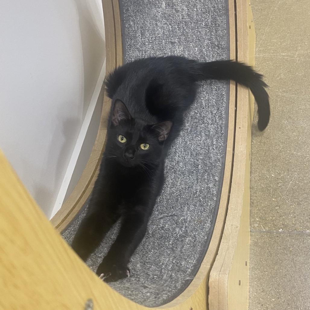 Enlarge Poe 2025, a Adoptable Domestic Short Hair in Bensalem, PA image 2/3