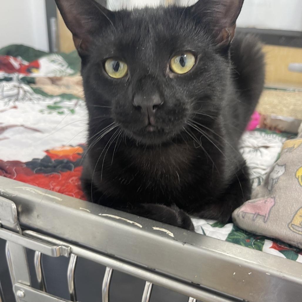 Enlarge Poe 2025, a Adoptable Domestic Short Hair in Bensalem, PA image 3/3