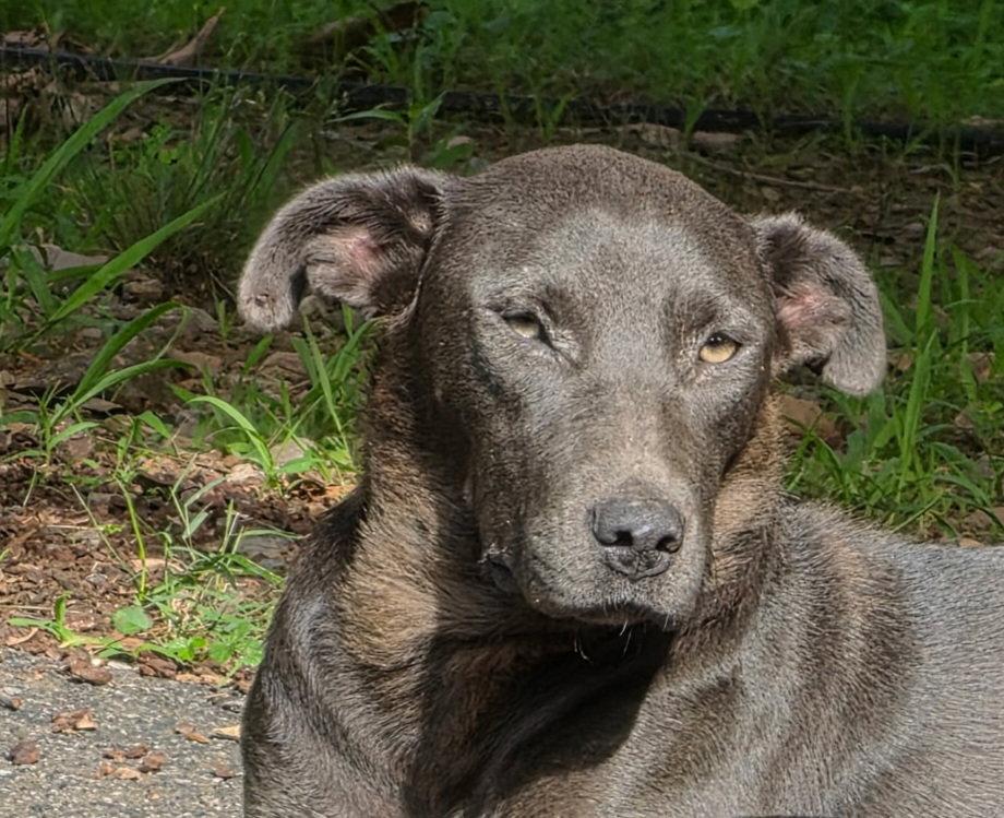 Lady, Adoptable, Adult Female Labrador Retriever.