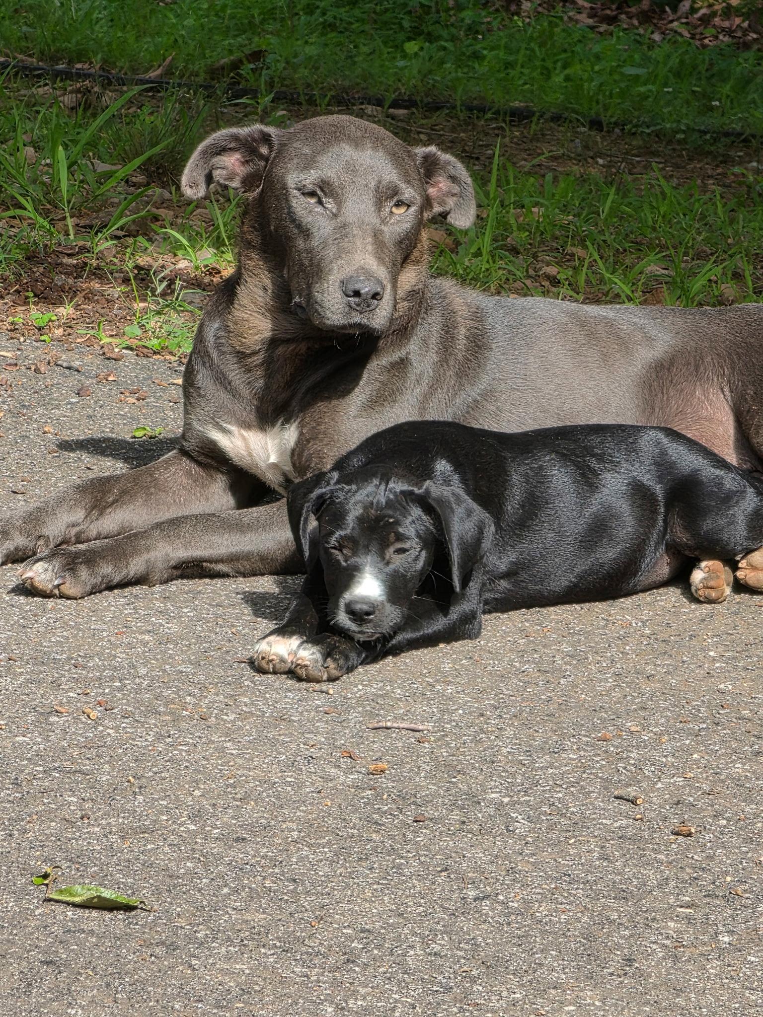 Lady, a Adoptable Labrador Retriever in Blairsville, GA image 3/3
