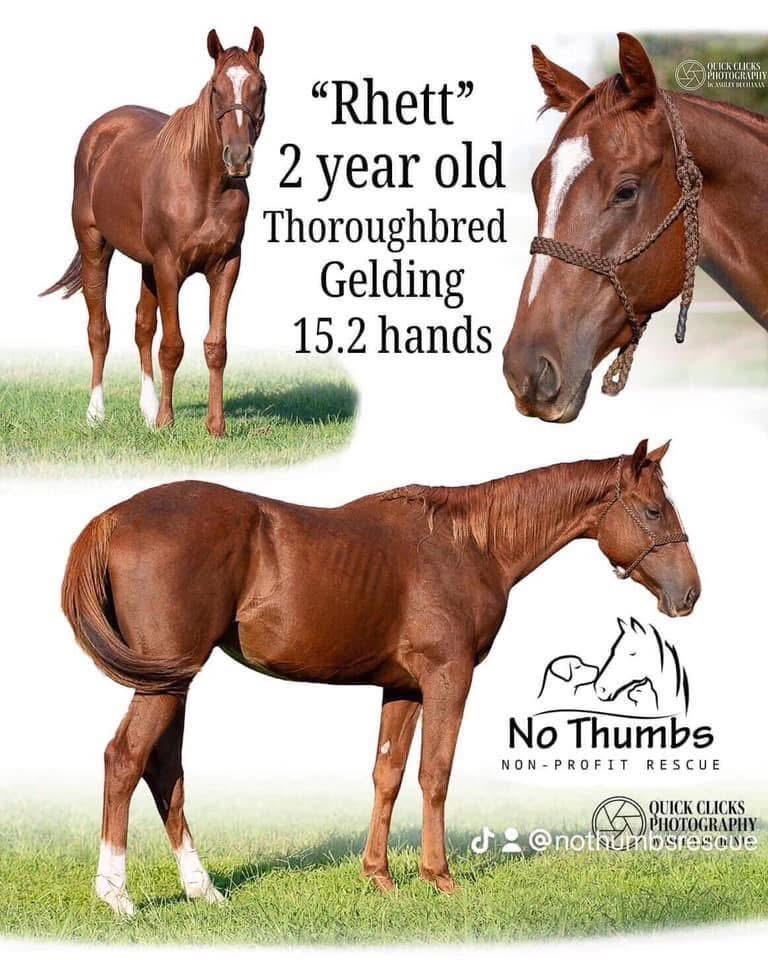 Rhett, ADOPTABLE, Young Male Thoroughbred.