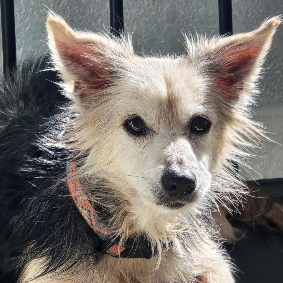 Archie, ADOPTABLE, Senior Male Dachshund (Long Haired) & Chihuahua.