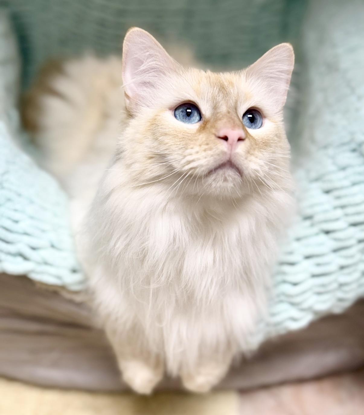 Silas