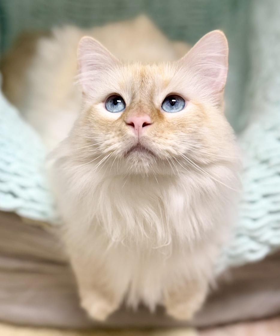 Silas