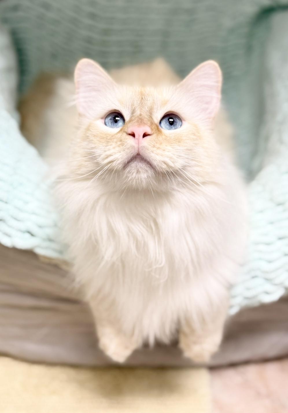 Silas