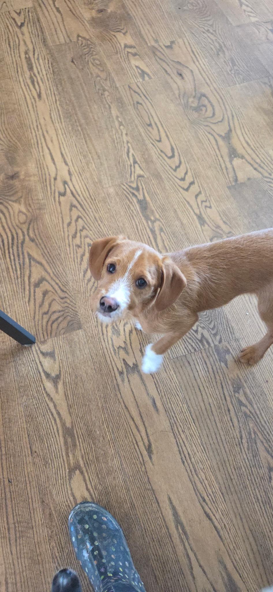 Enlarge Ernie, a ADOPTABLE mixed breed in Kimball, MI image 1/1