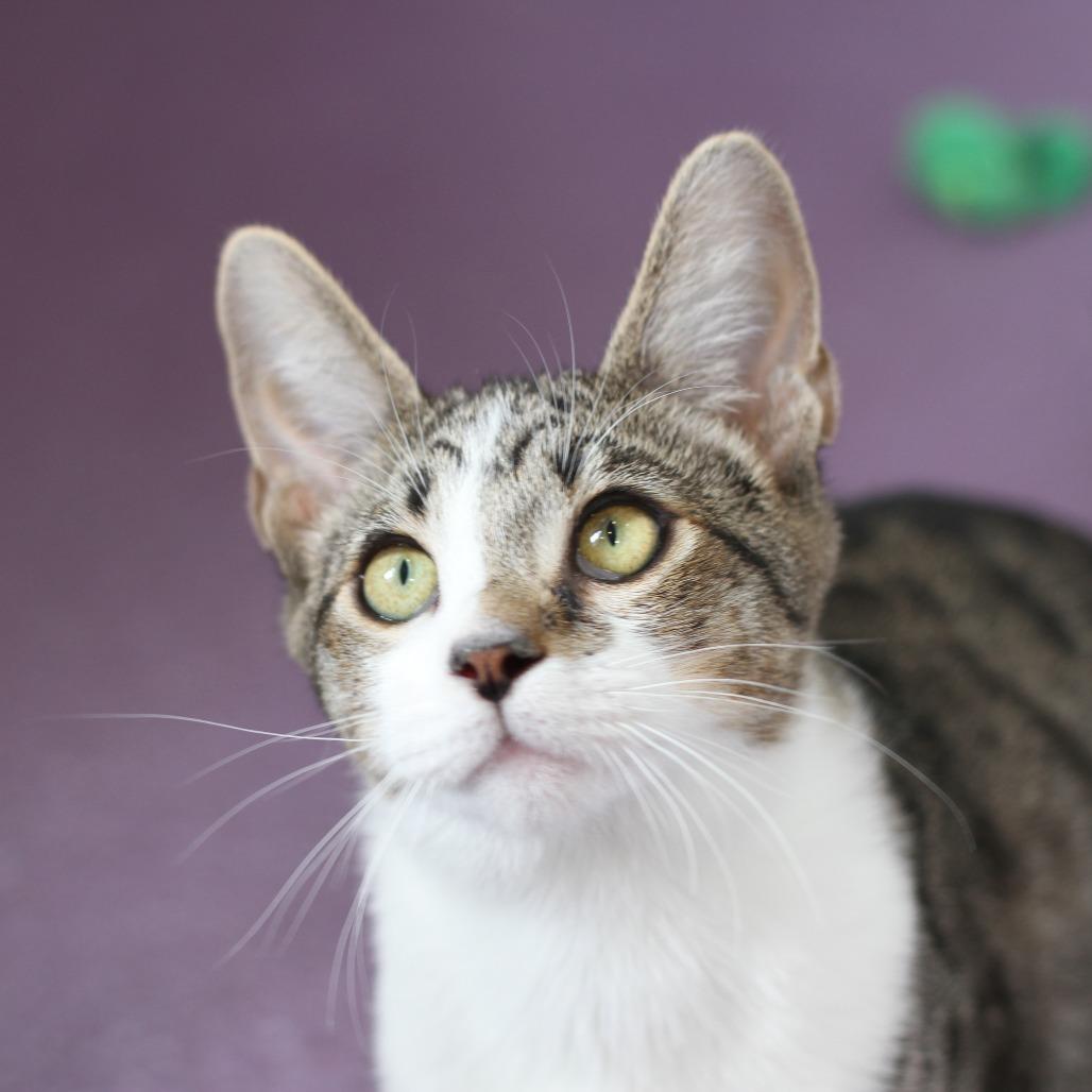 Uma, a Adoptable Domestic Short Hair in Freeport, FL image 1/6