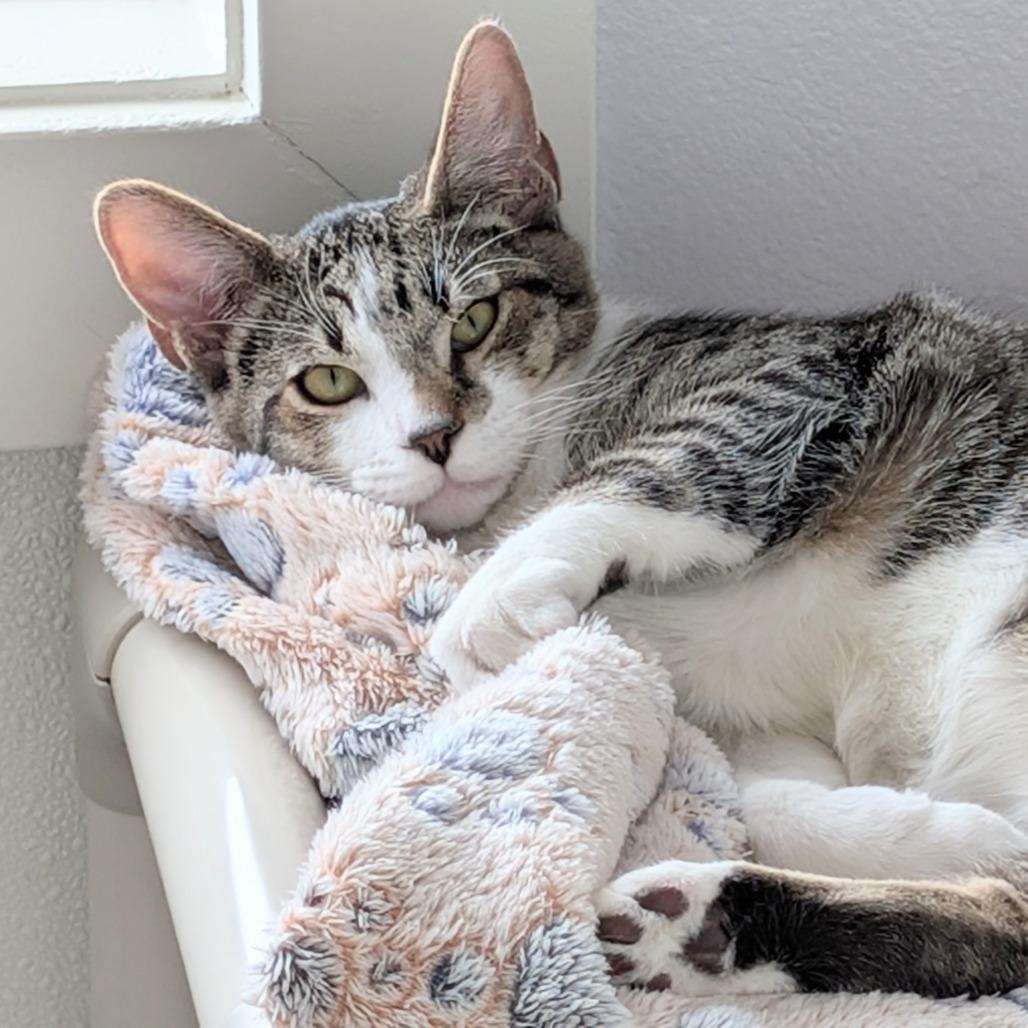 Uma, a Adoptable Domestic Short Hair in Freeport, FL image 2/6