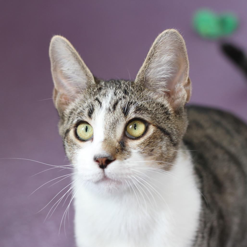 Uma, a Adoptable Domestic Short Hair in Freeport, FL image 3/6