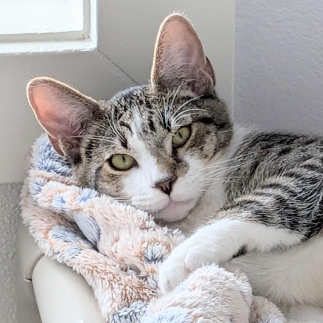 Uma, a Adoptable Domestic Short Hair in Freeport, FL image 5/6