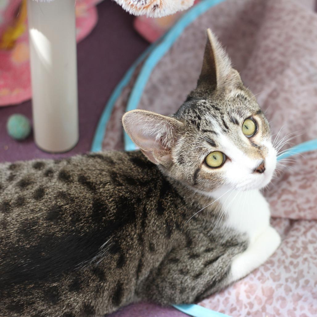 Uma, a Adoptable Domestic Short Hair in Freeport, FL image 6/6