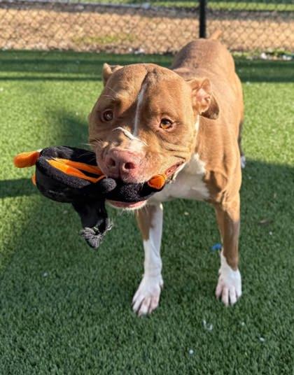 Enlarge Lady, a Adoptable mixed breed in Chesapeake, VA image 1/3